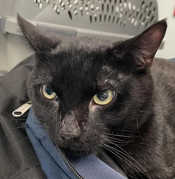 An adult medium-sized male Domestic Short Hair cat named Carbon for adoption in Ridgewood, NY
