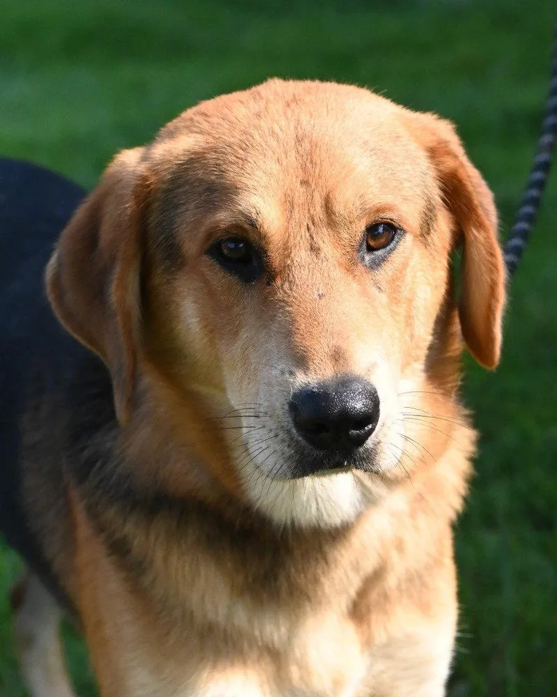 An adult large-sized male Hound dog named DQ  Freddy for adoption in Glen Allen, VA