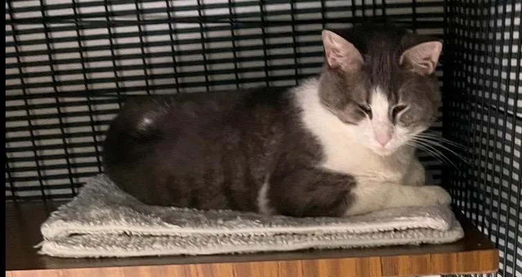 A young medium-sized male Domestic Short Hair cat named Higgins for adoption in Muskegon, MI