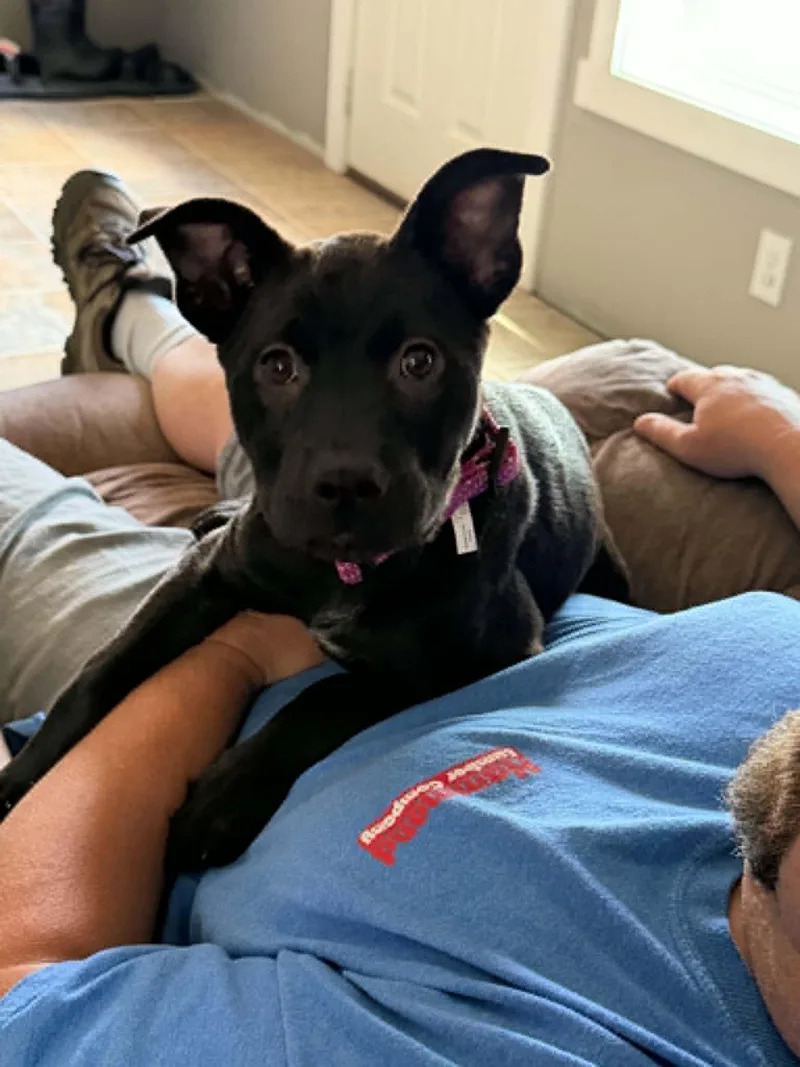 A baby medium-sized female Black Chow Chow dog named Shandy for adoption in Brunswick, ME