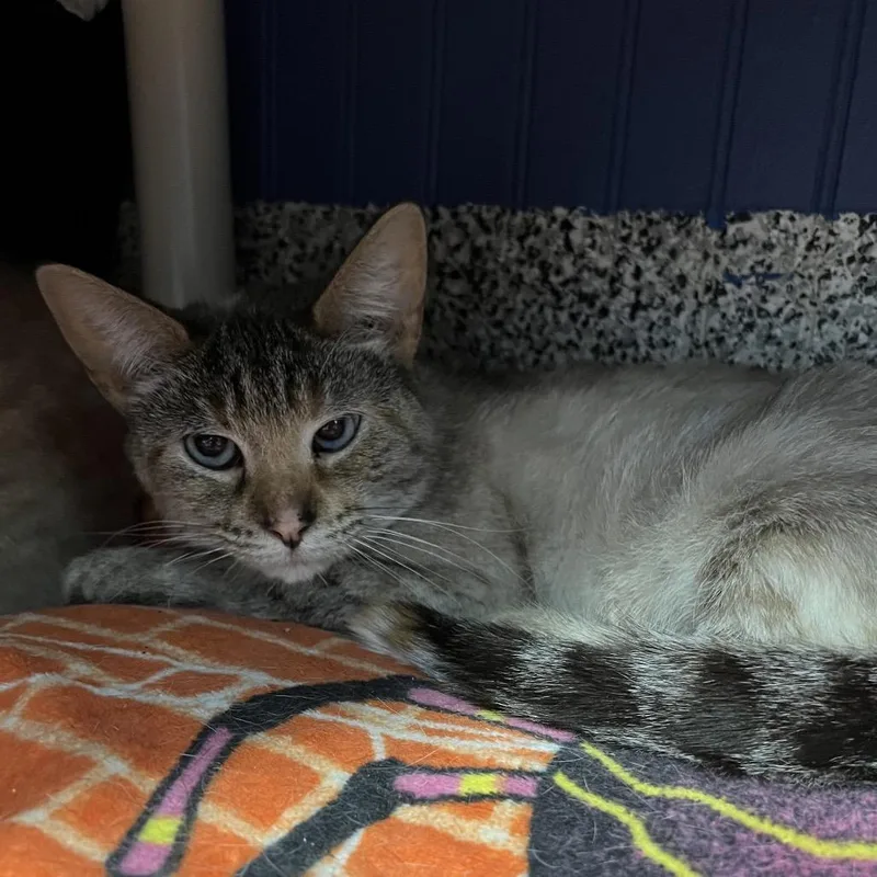 A young medium-sized female Cream / Ivory Domestic Short Hair cat named Chemistry for adoption in Mentor, OH
