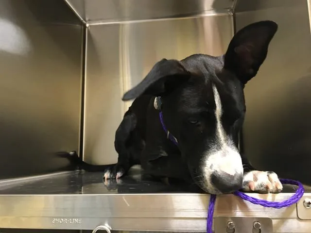 A young small-sized male Labrador Retriever dog named Mo for adoption in Tustin, CA