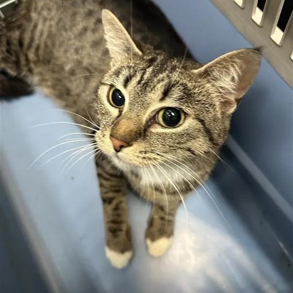 A senior medium-sized female Brown / Chocolate Domestic Short Hair cat named Djinn for adoption in Tacoma, WA