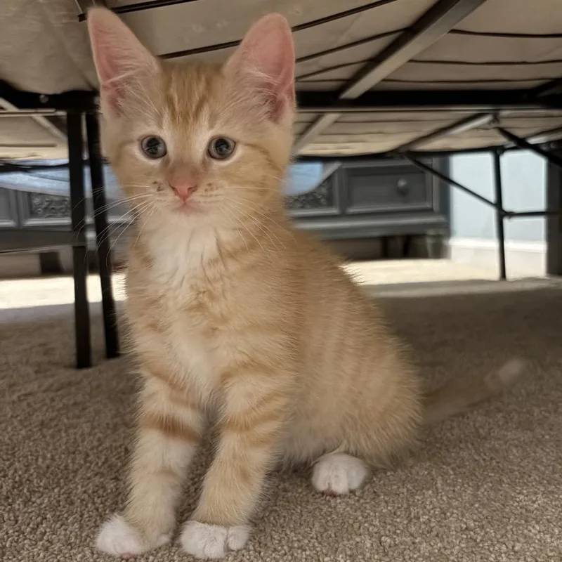 A baby small-sized male Orange / Red Domestic Short Hair cat named Jasper for adoption in Potomac, MD