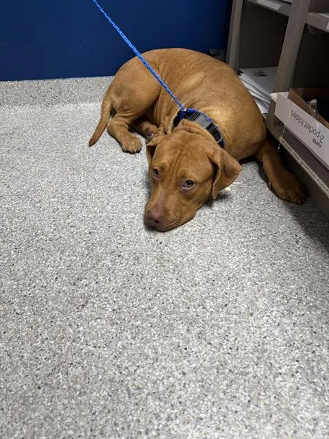 A young large-sized female Pit Bull Terrier dog named Beauty for adoption in Pasadena, TX