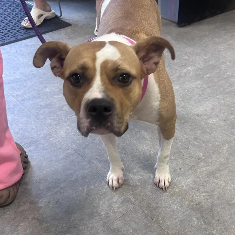 A baby medium-sized female Yellow / Tan / Blond / Fawn Mixed Breed dog named Serenity for adoption in Philadelphia, PA