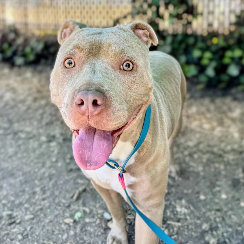 A young medium-sized female Pit Bull Terrier dog named Frances for adoption in Oakland, CA
