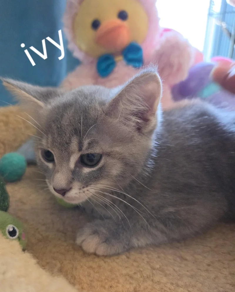 A baby medium-sized female Gray / Blue / Silver Domestic Short Hair cat named Ivy for adoption in Oviedo, FL