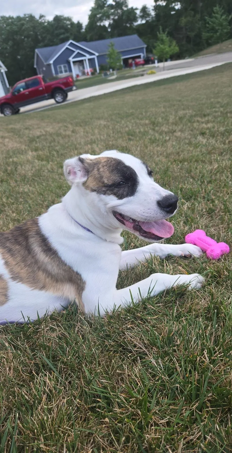 An adult medium-sized female White / Cream Boxer dog named Winnie for adoption in Plain City, OH