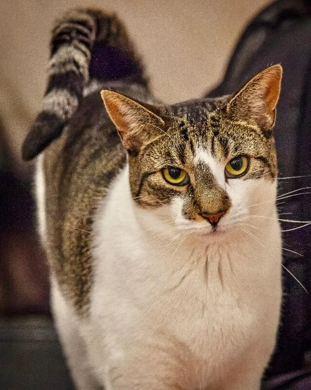An adult medium-sized female White Domestic Short Hair cat named Jelly for adoption in North Babylon, NY