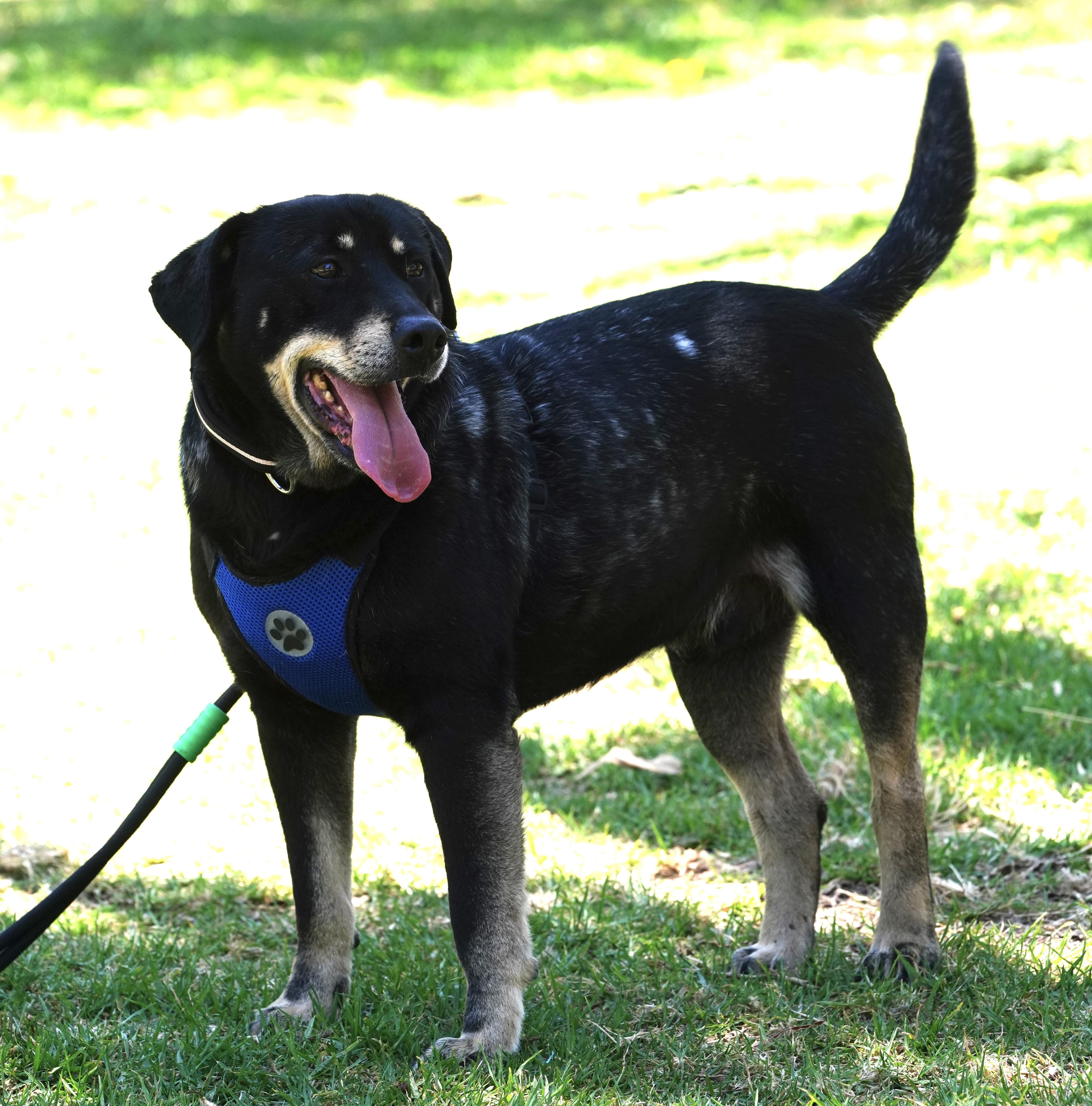 An adult large-sized male Shepherd dog named Delon for adoption in Orange, CA