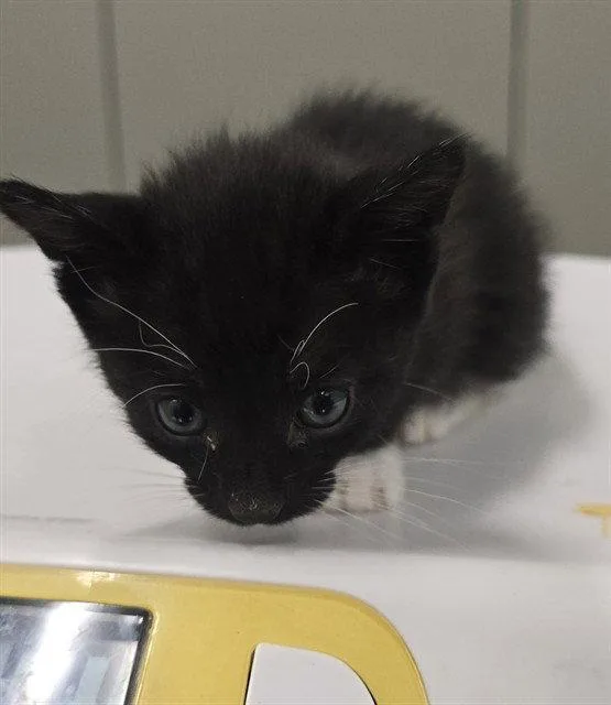 A baby small-sized female Black Domestic Short Hair cat named Boots for adoption in Tavares, FL