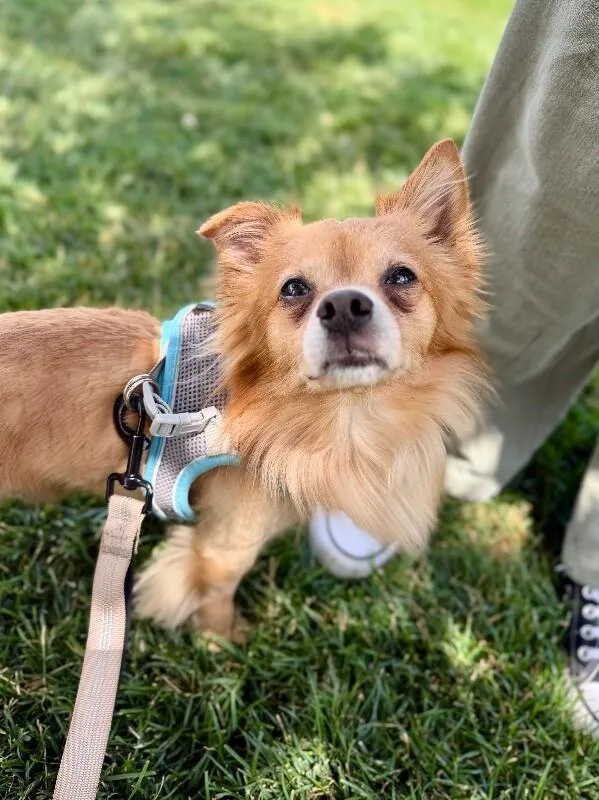 An adult medium-sized male Red / Chestnut / Orange Pomeranian dog named Gizmo for adoption in Fruit Heights, UT