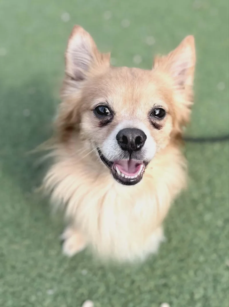 Gizmo thumbnail 2