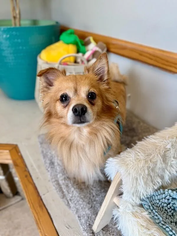 Gizmo thumbnail 5