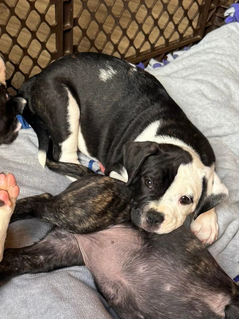 Valentina thumbnail 3