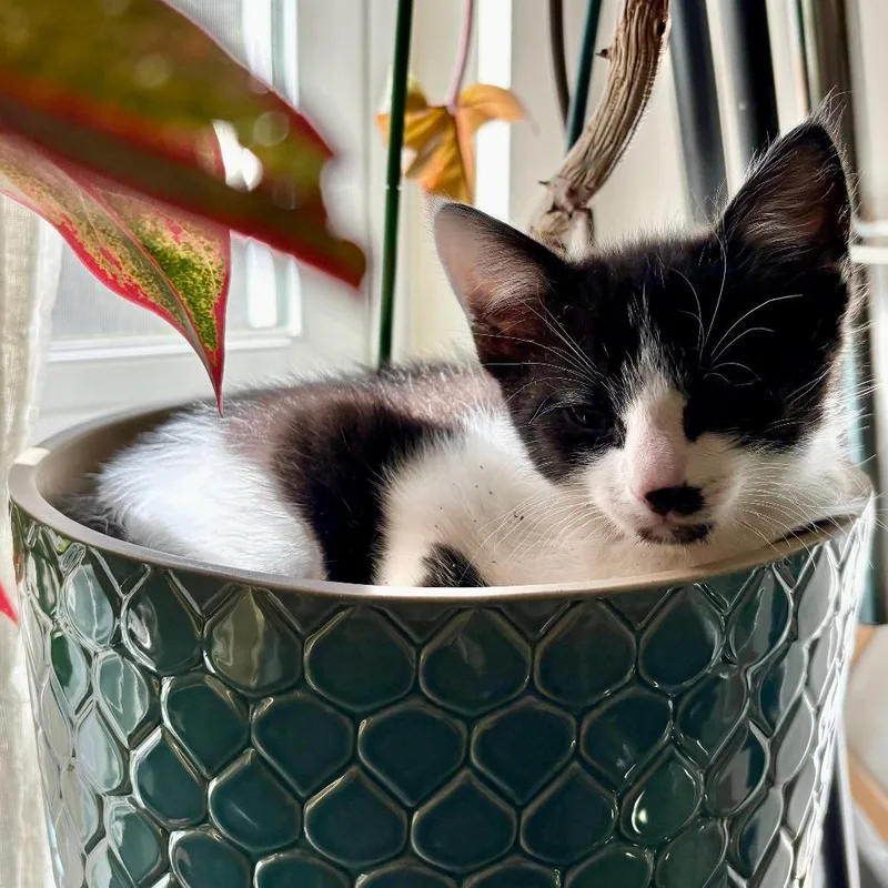 A baby small-sized male Black Domestic Short Hair cat named C&B Cricket for adoption in Falls Church, VA