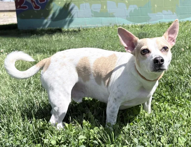An adult small-sized male White / Cream Chihuahua dog named Rosco for adoption in Columbus, IN
