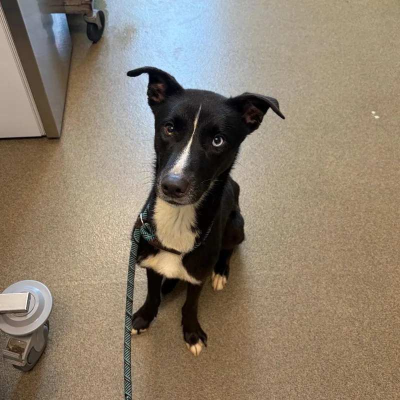 An adult medium-sized female Brown / Chocolate Husky dog named Fable for adoption in Council Bluffs, IA