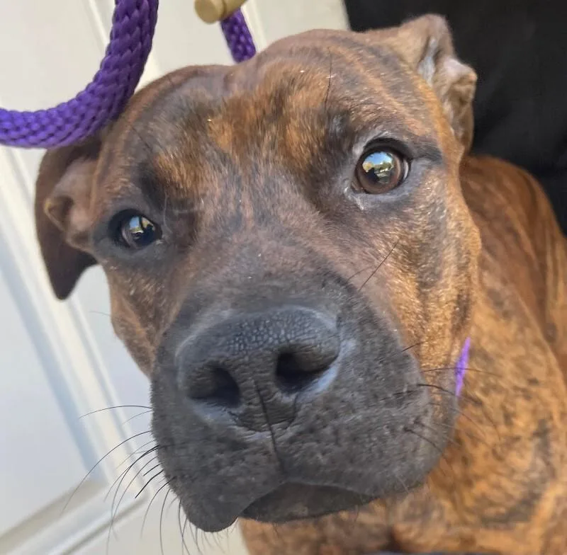 A young medium-sized male Brindle Mixed Breed dog named Goofy for adoption in Cincinnati, OH