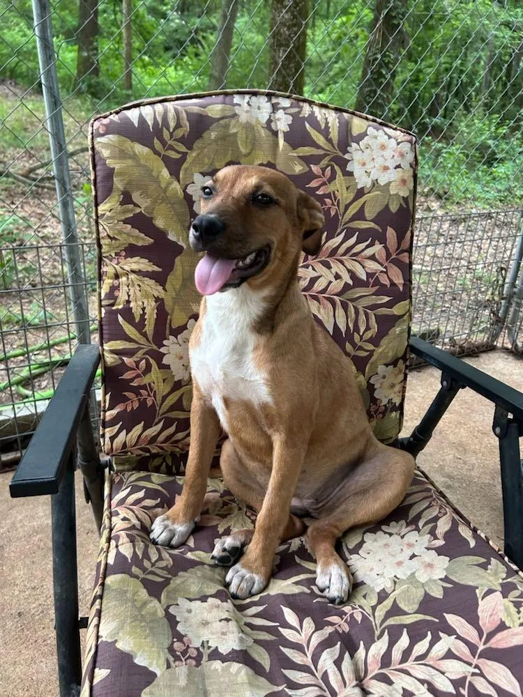 A baby large-sized female Mixed Breed dog named Honey for adoption in Fond Du Lac, WI
