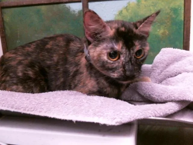 A young medium-sized female Domestic Short Hair cat named Lisa Boo for adoption in Houston, TX