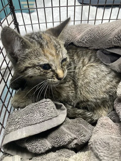 A baby small-sized female Domestic Short Hair cat named Annabelle for adoption in Long Beach, CA