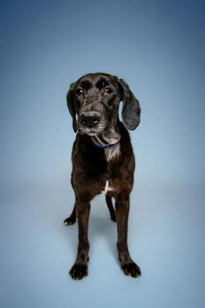 A young large-sized female Retriever dog named Freya for adoption in Knoxville, TN