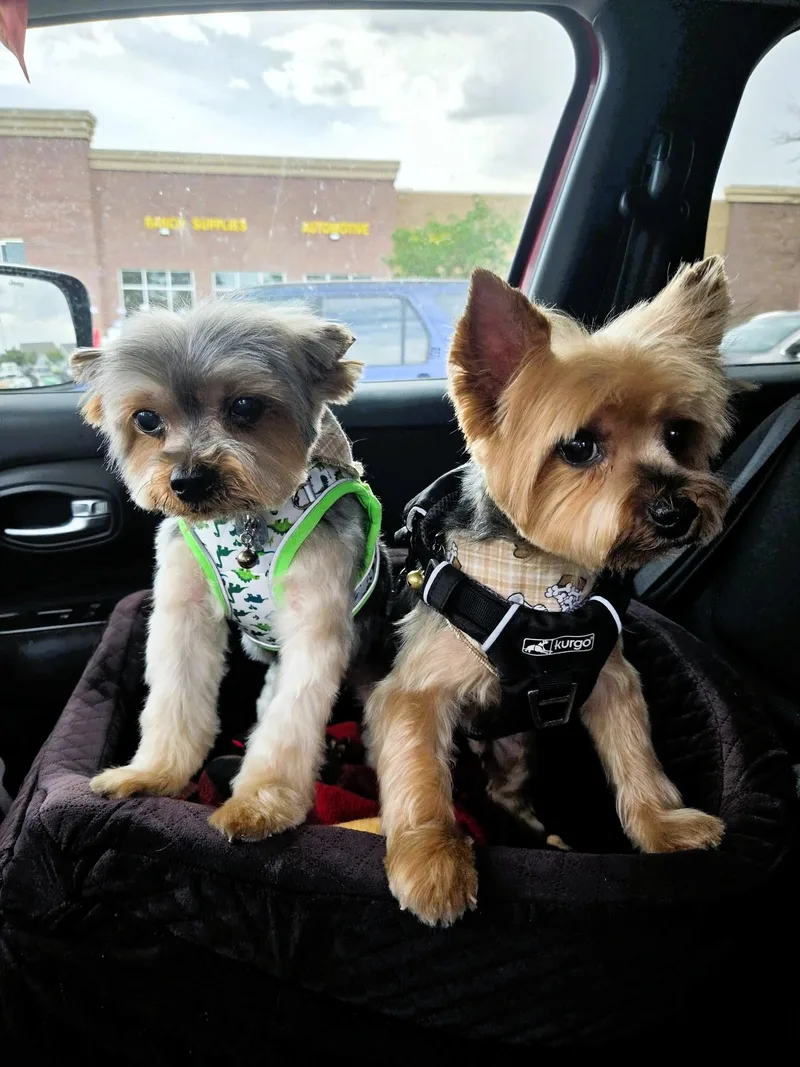 A senior small-sized male Bicolor Yorkshire Terrier dog named Rudy for adoption in Salt Lake City, UT