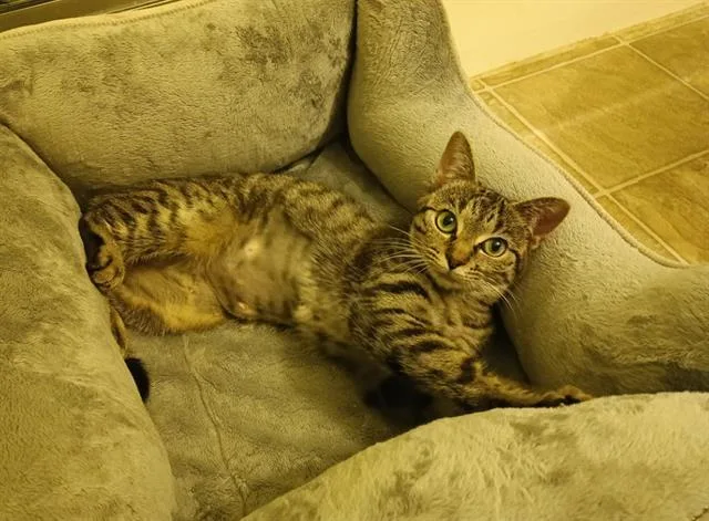 A young medium-sized female Domestic Short Hair cat named Dalilah for adoption in Charlotte, NC