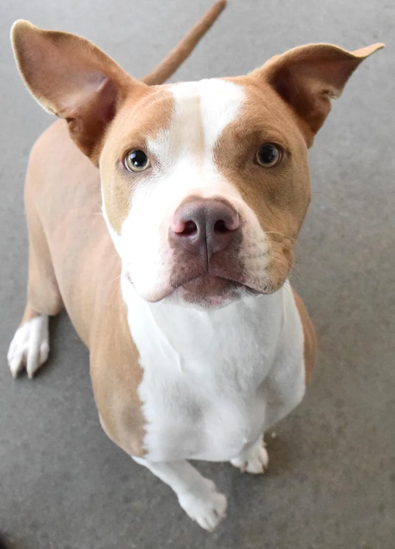 An adult medium-sized male White / Cream Pit Bull Terrier dog named "Elon" for adoption in Broken Arrow, OK