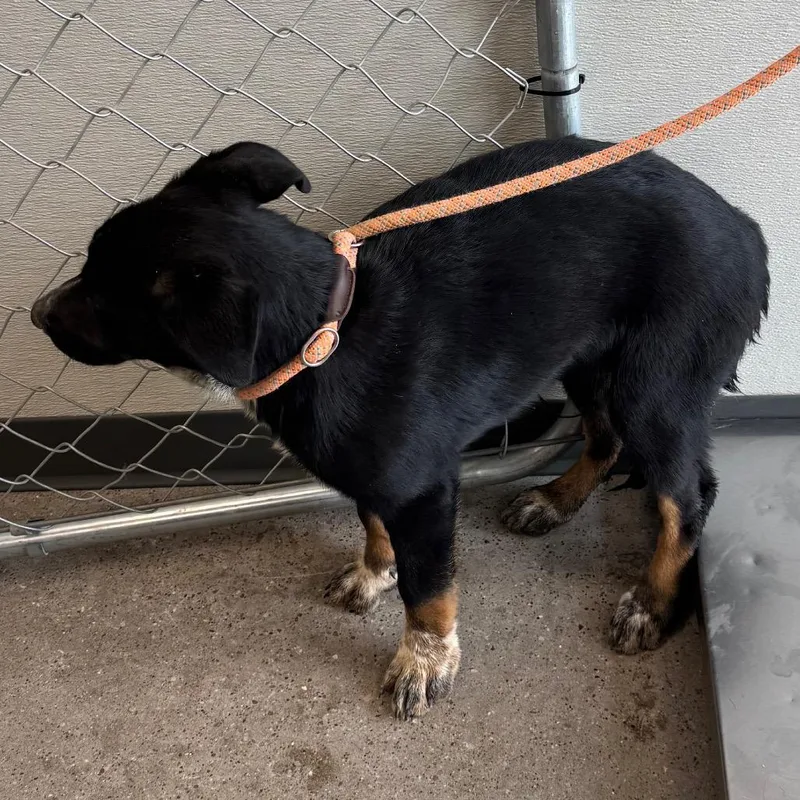 A baby medium-sized female Black Mixed Breed dog named Lassie for adoption in Las Cruces, NM