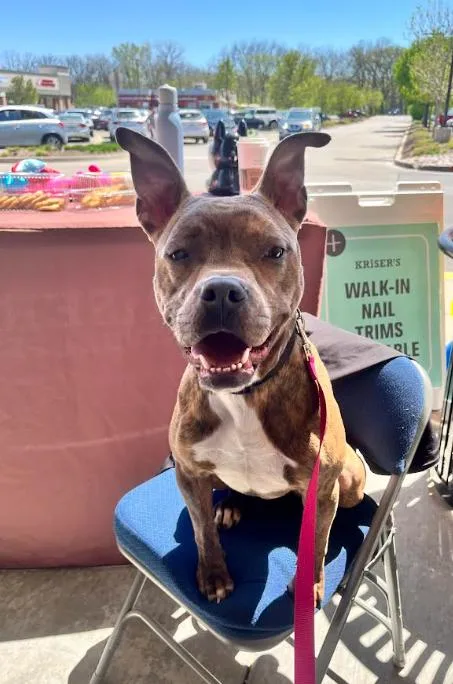 An adult medium-sized female Brindle Pit Bull Terrier dog named Sandy for adoption in Cicero, IL