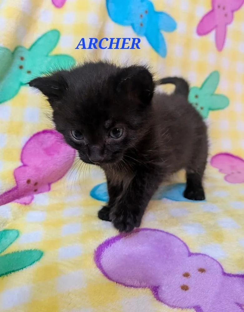 A baby small-sized male Domestic Short Hair cat named Archer for adoption in Chalfont, PA