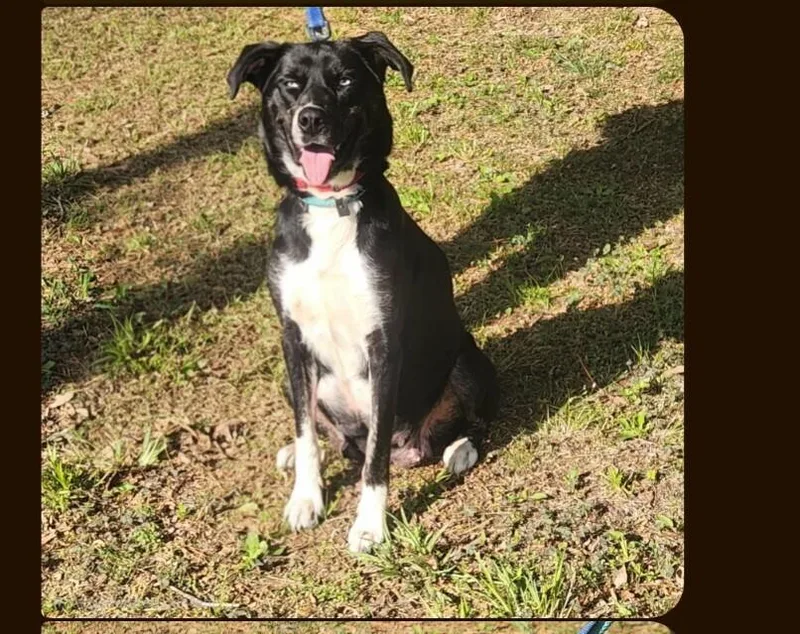 A young medium-sized female Tricolor (Brown, Black, & White) Labrador Retriever dog named Aurora for adoption in Parker, CO
