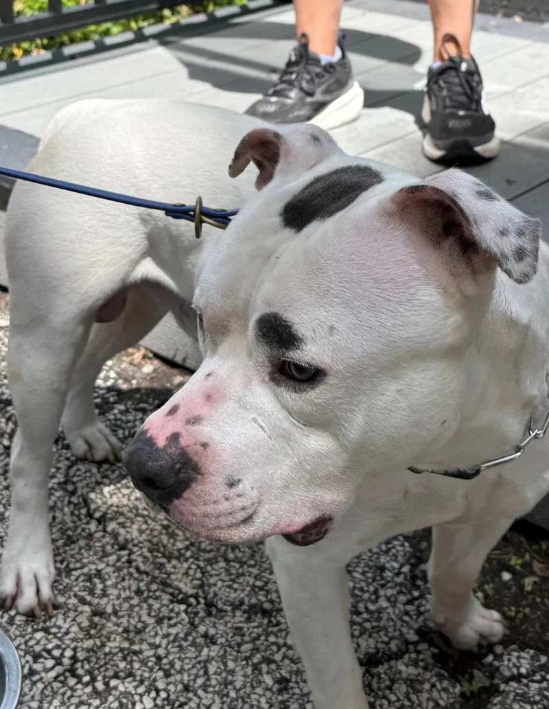 An adult large-sized male Pit Bull Terrier dog named Simba for adoption in Island Lake, IL