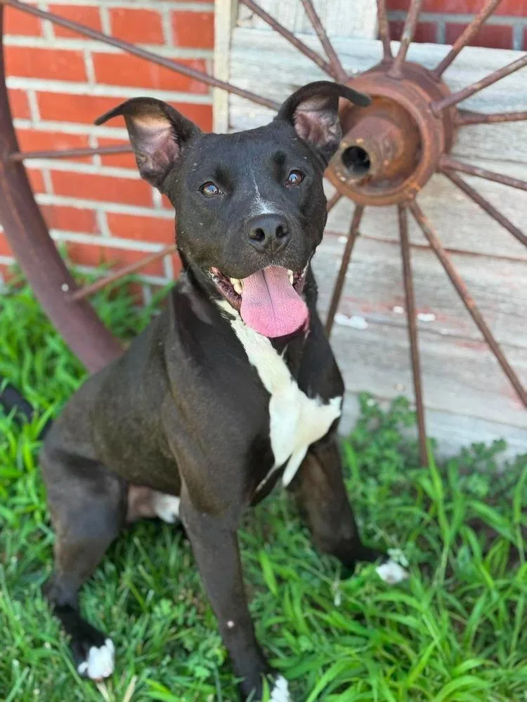 Obie