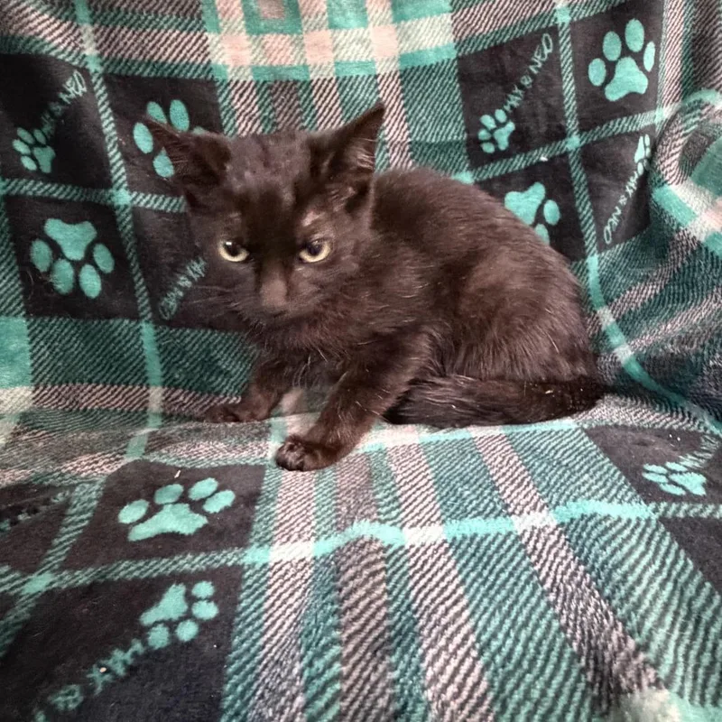A baby small-sized male Domestic Short Hair cat named Sorrel for adoption in Sequatchie, TN