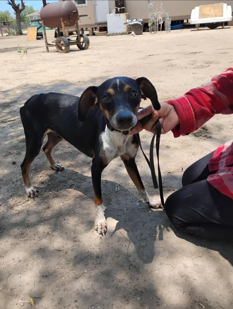 A baby medium-sized male Black Hound dog named Troy for adoption in Paramus, NJ
