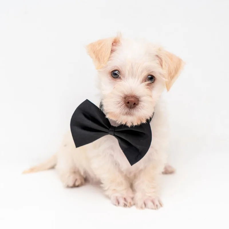 A baby small-sized male Apricot / Beige Chihuahua dog named Koda for adoption in New York, NY