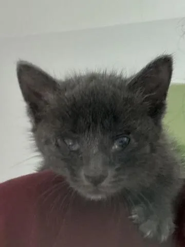 A baby small-sized female Domestic Short Hair cat named Hope for adoption in Davidson, NC