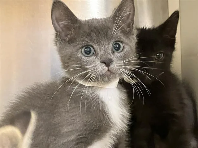 A baby small-sized female Domestic Long Hair cat named Ducati for adoption in Tustin, CA