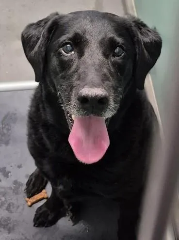 An adult large-sized female Black Labrador Retriever dog named Dallas for adoption in Butte, MT