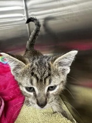A baby small-sized female Domestic Short Hair cat named Nutmeg for adoption in Westland, MI