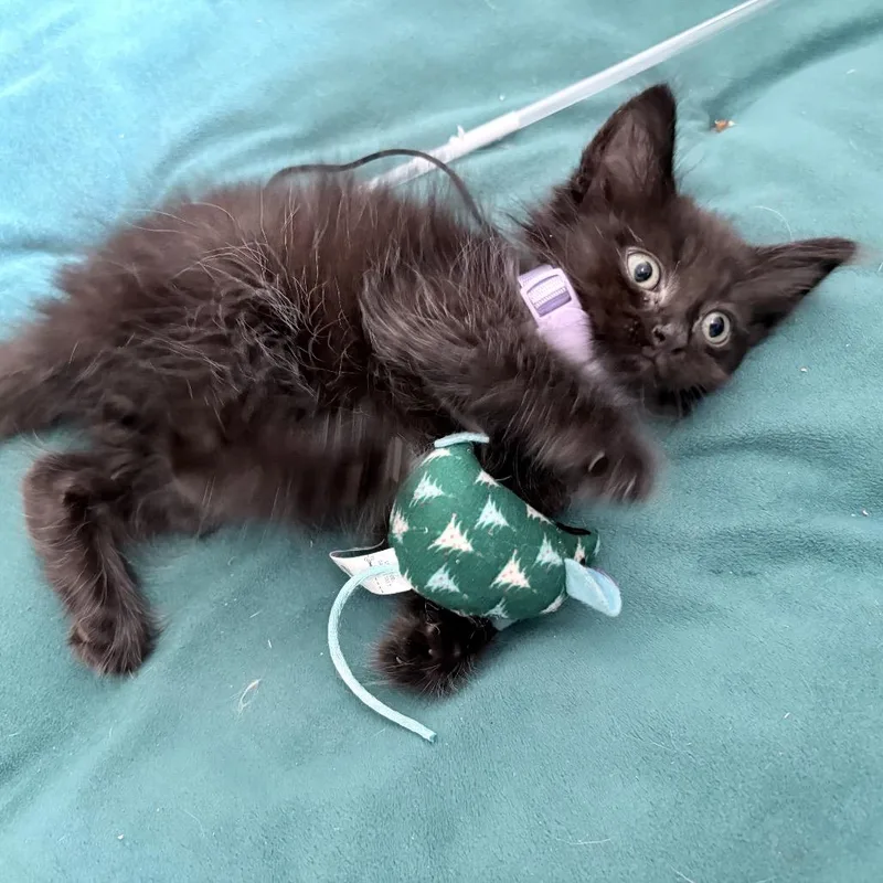 A baby small-sized male Black Domestic Long Hair cat named Punchkicker for adoption in Fredericksburg, VA