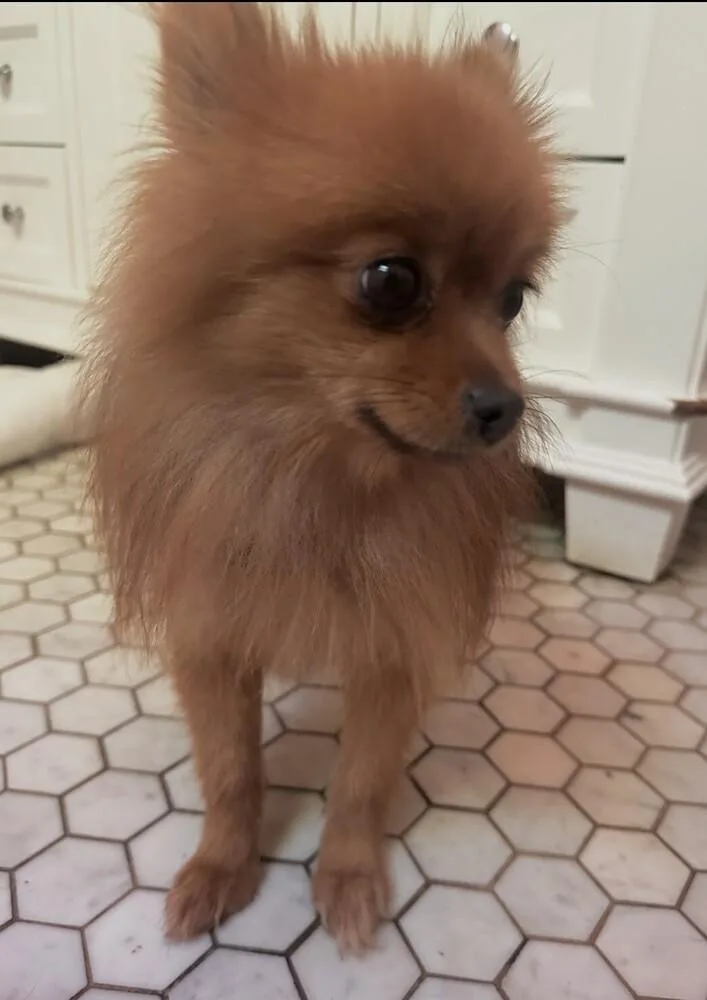 A young small-sized female Brown / Chocolate Pomeranian dog named Sunshine for adoption in Washington, DC