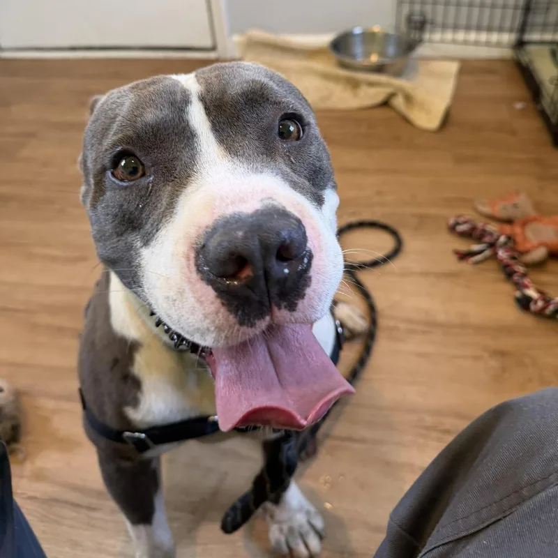 An adult medium-sized male Gray / Blue / Silver Pit Bull Terrier dog named Hankerchief for adoption in Austin, TX