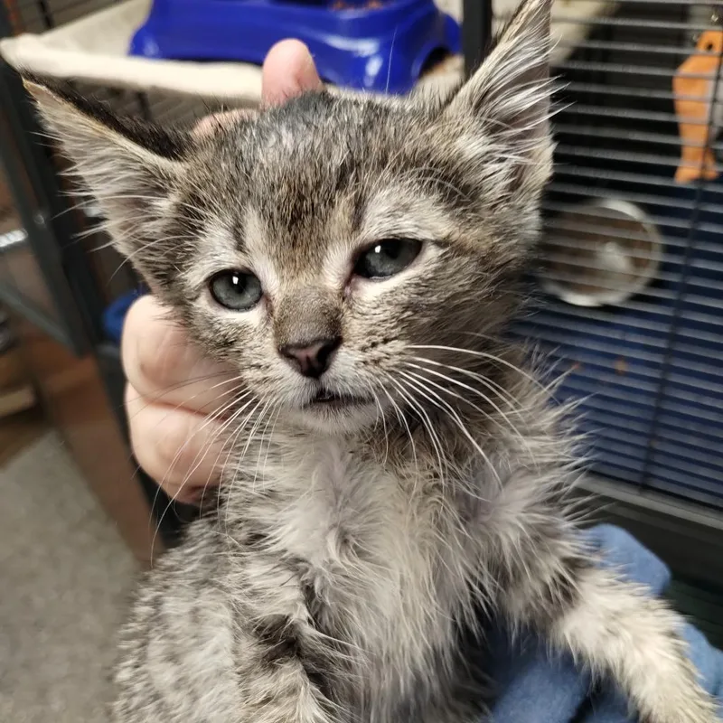 An adult small-sized male Brown / Chocolate Domestic Short Hair cat named Bones for adoption in Norfolk, NE