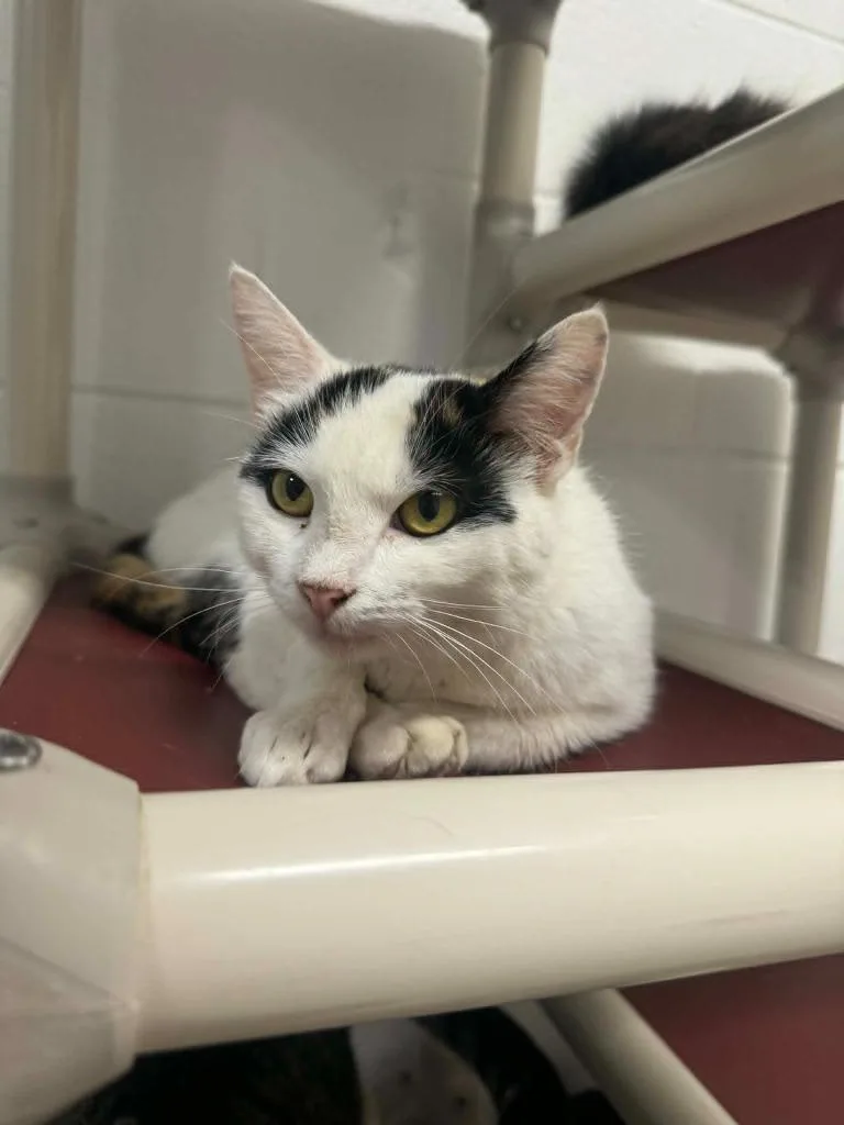 A young medium-sized female Domestic Short Hair cat named Fawn for adoption in Marion, OH