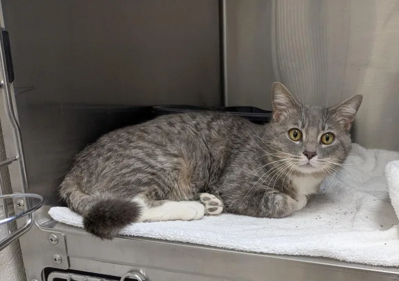 A young medium-sized male Domestic Short Hair cat named Philip for adoption in Madison, GA